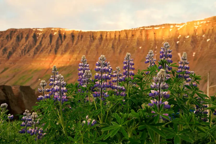Fjörður á Vestfjörðum í kvöldsól